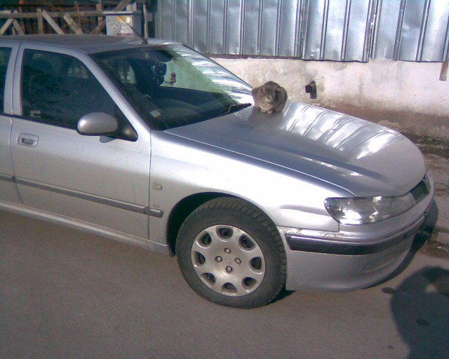 Котовторник 1.02.2011