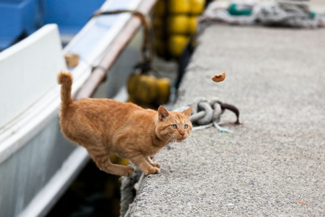Котейкин вторник! Космический 12.04!