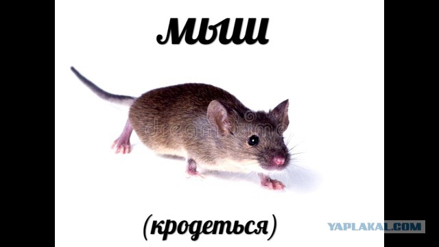"Тся" "ться" (Очень хулительная диатриба)