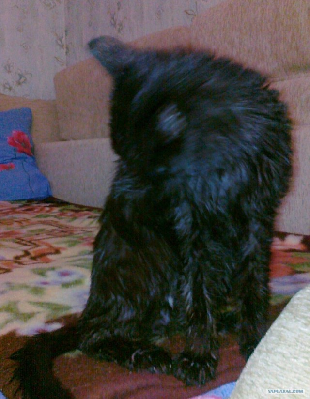 Котовторник 1.11.11