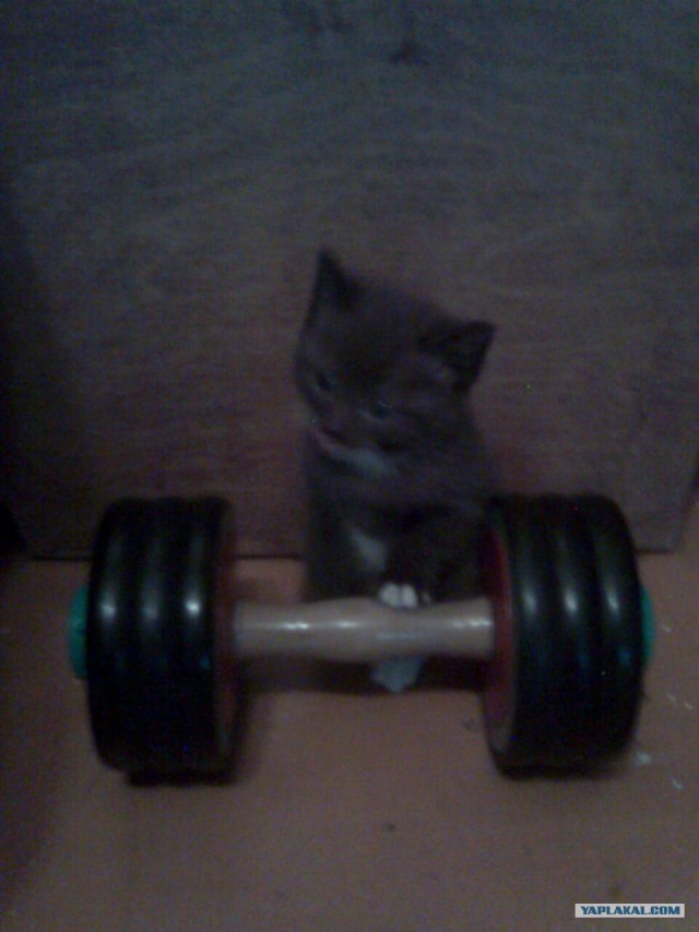 Котовторник!