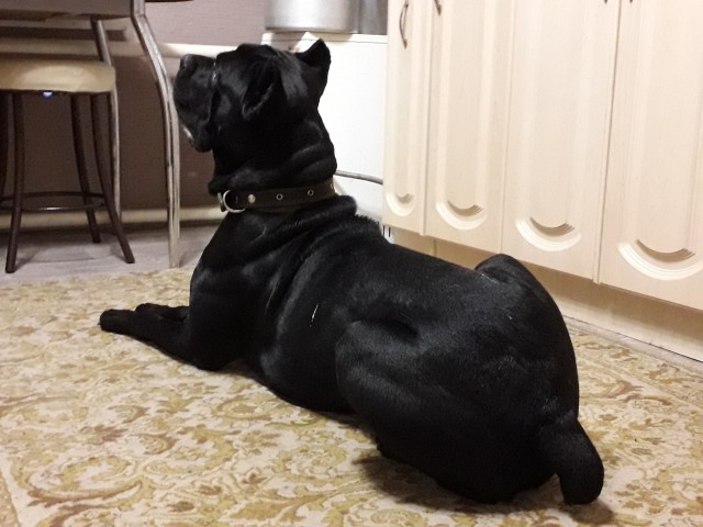 Живность из сети