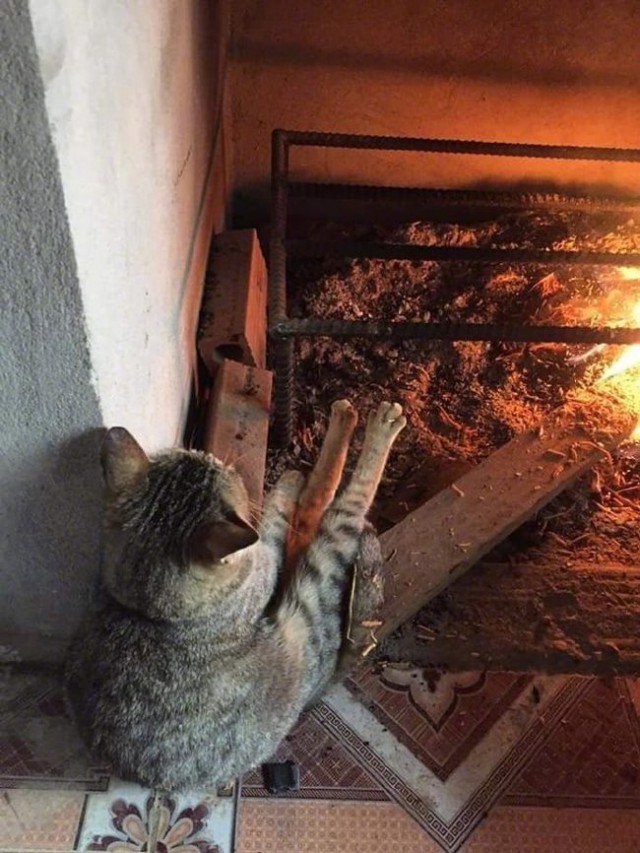 Прикольных котов пост
