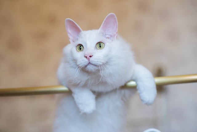 Прикольных котов пост