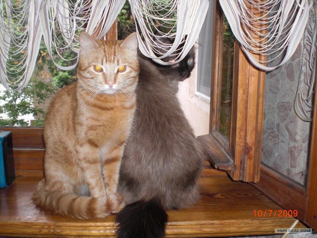 Котовторник  19.06.2012