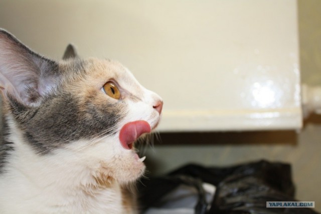 Котовторник  17.07.2012