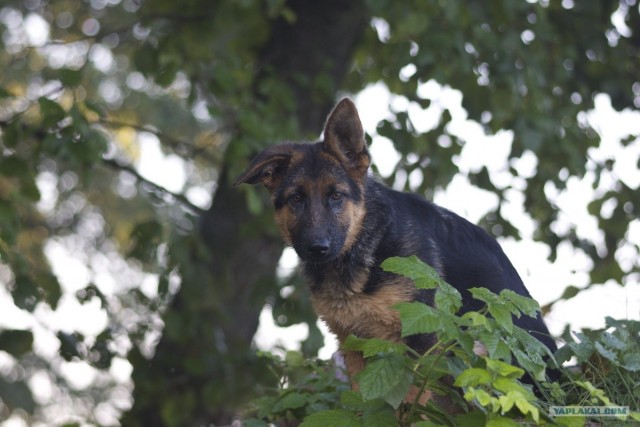 Слушаю вас внимательно!