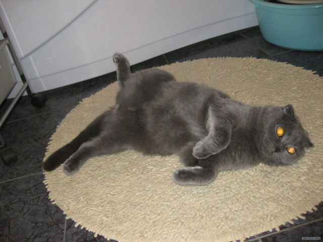 Котовторник ( 23.10. 2012. )