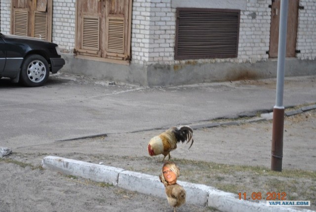 Похождения одной курицы...