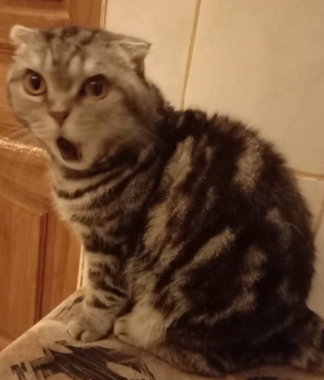 Прикольных котов пост