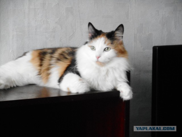 Котовторник 26.02.2019