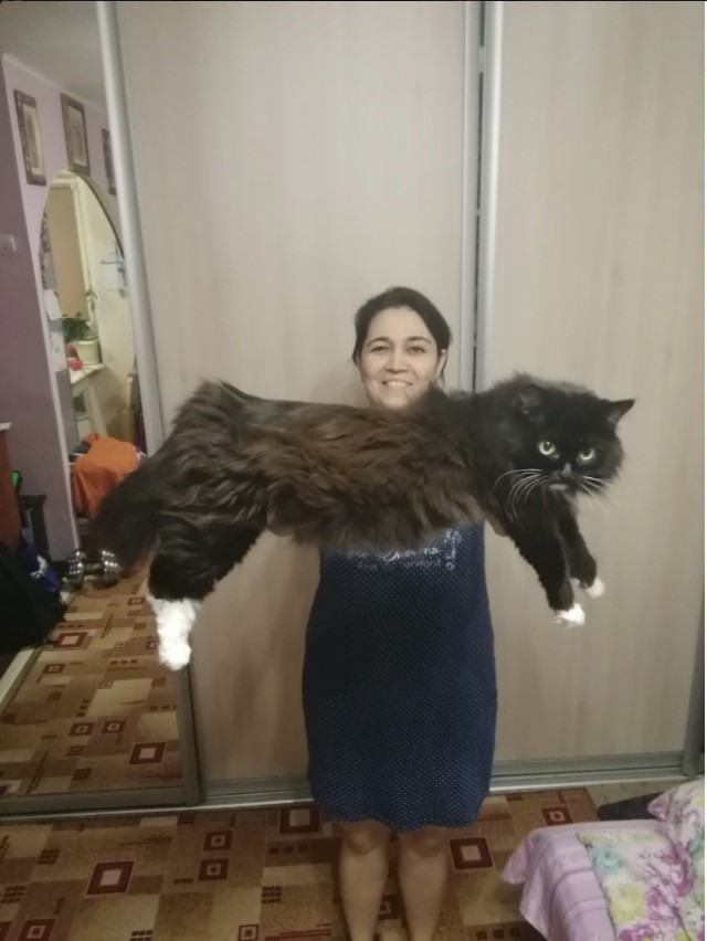 Забавные фото котеек