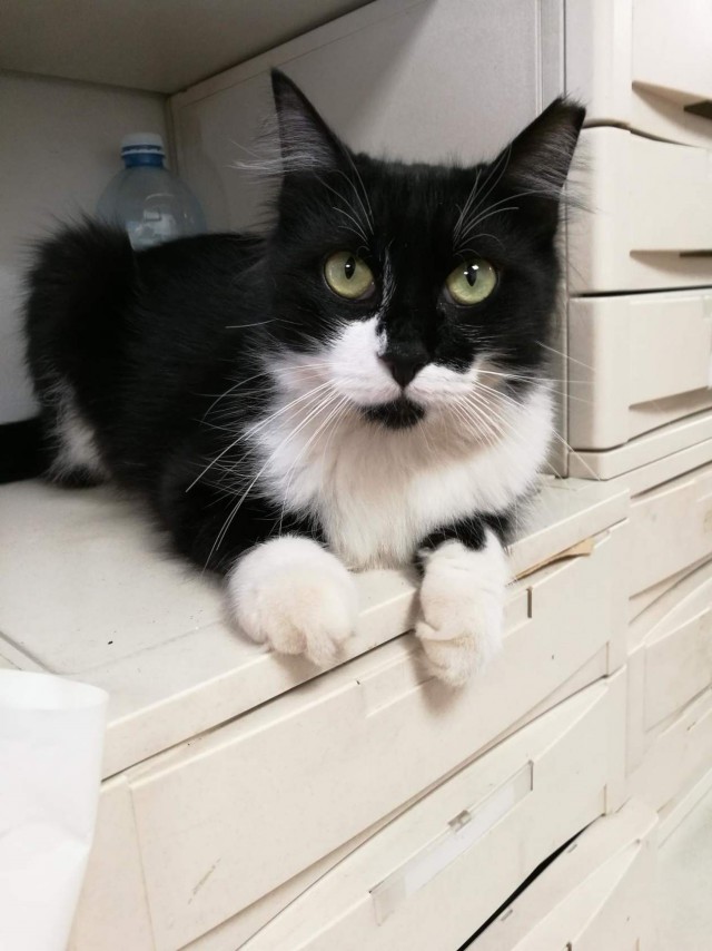 Котовторник однако