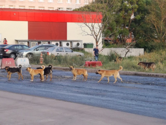 Живность из сети