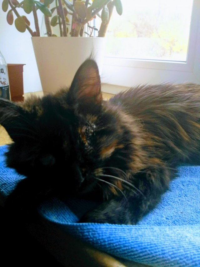 Paзнoвиднocти тьмы