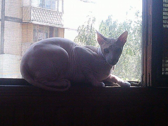 Котовторник 03.03.2020