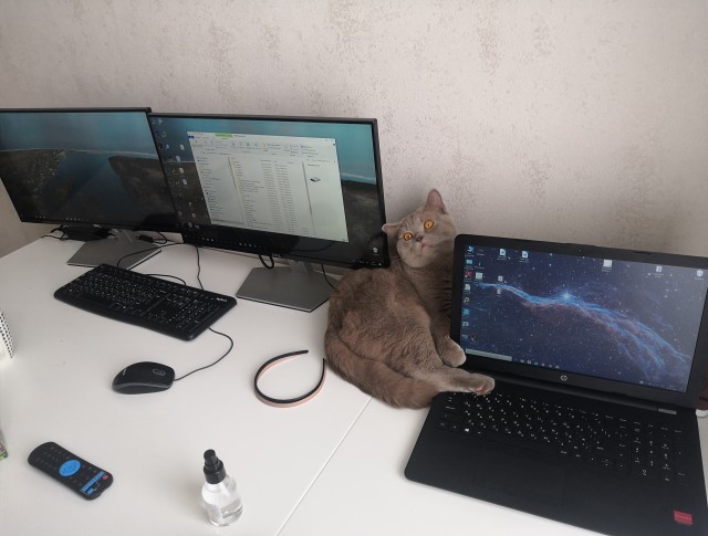 Я держался до последнего... но согласился на котенка