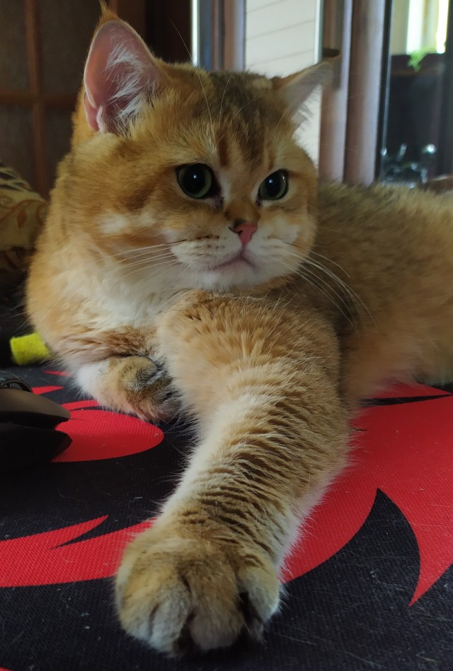 Лучшие сухие корма для кошек