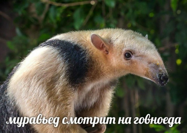 Что тут лишнее?