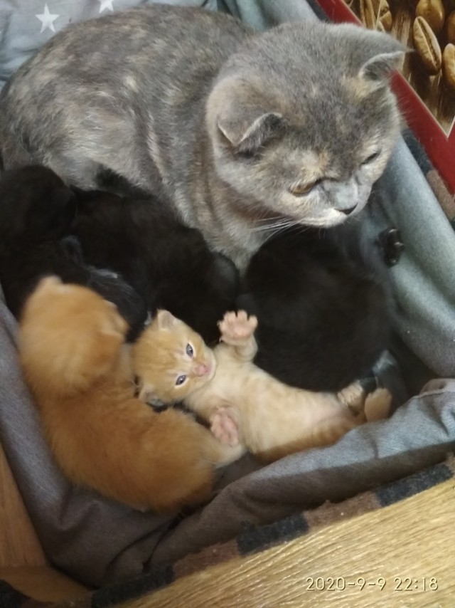 Эти забавные животные