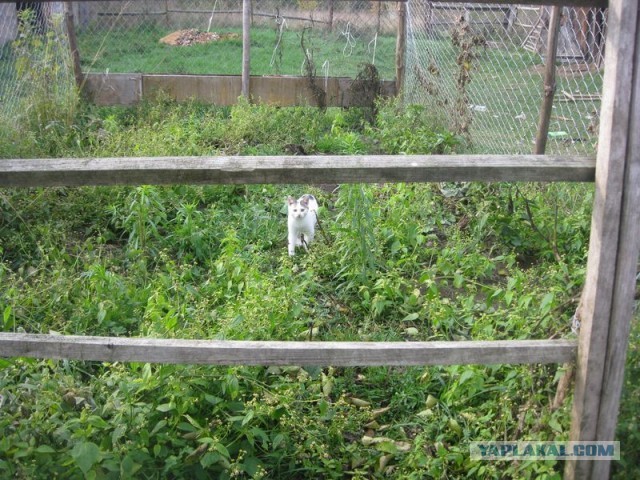 Жизнь домашнего приюта для котеек 313