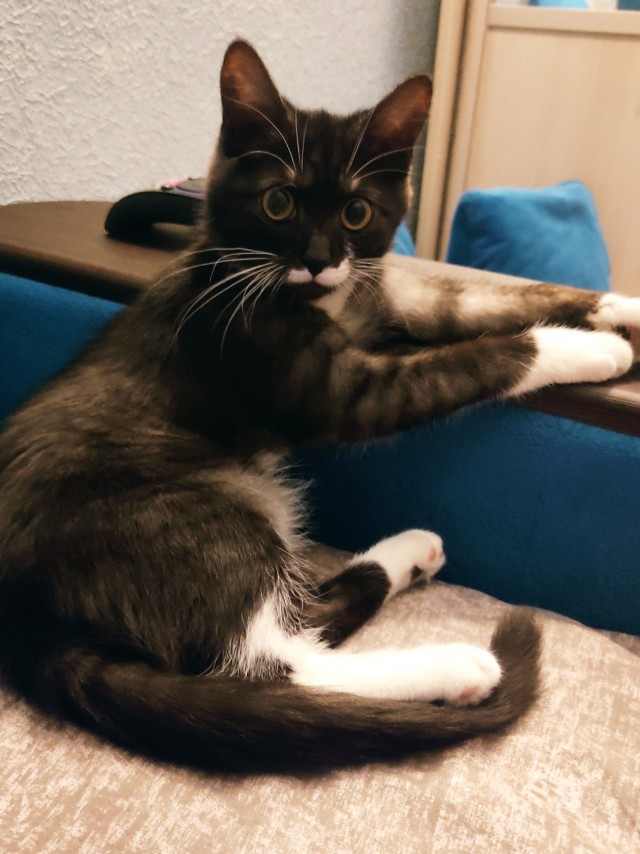 Житие одного кота. В фотографиях. Вторник же...