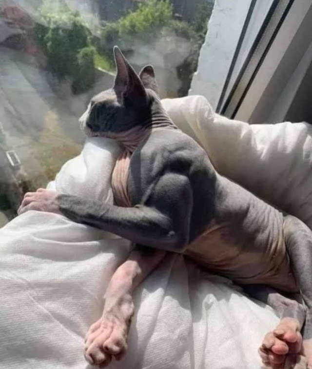 Страшнее кошки зверя нет
