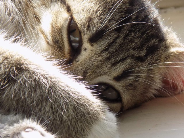 Котовторник. Добавляйте своих