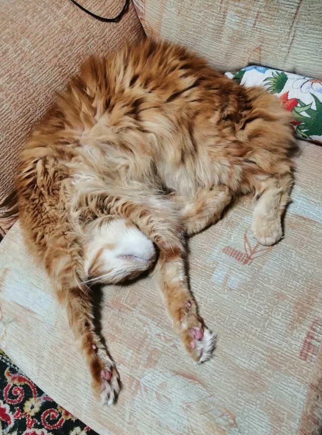 Котовторнику быть!