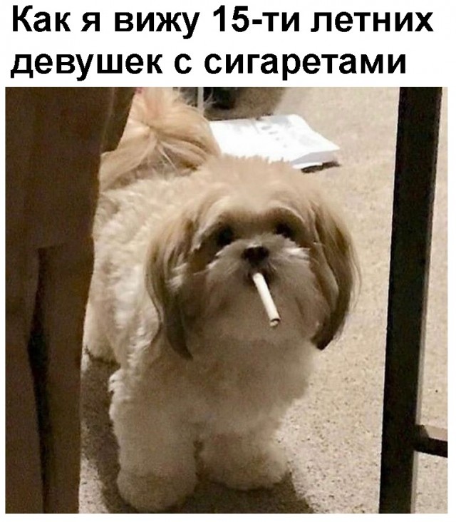 Весёлый полтишок 13.03