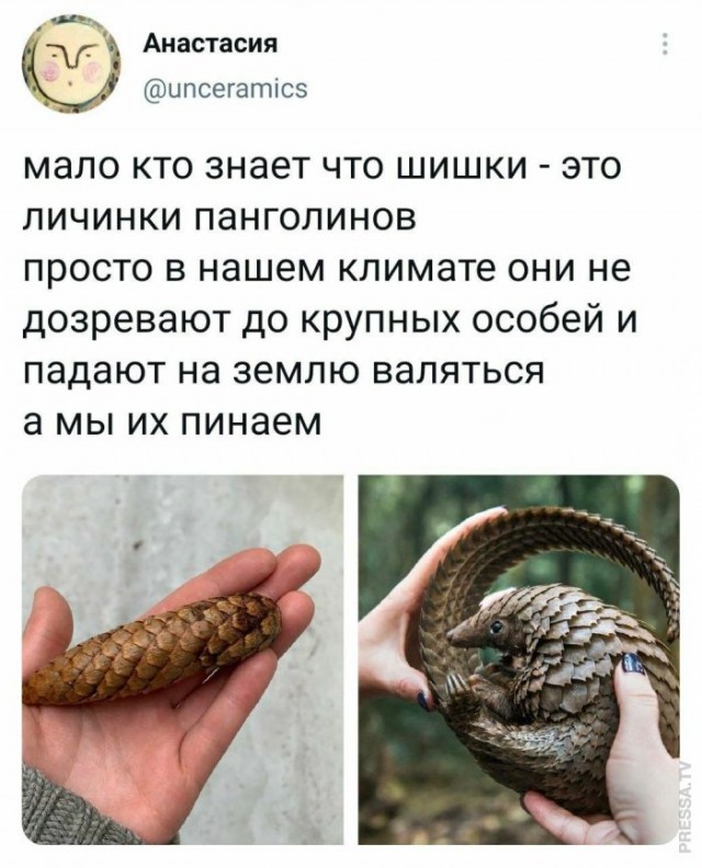 "Солянка" из картинок для улыбнуться или позалипать в среду