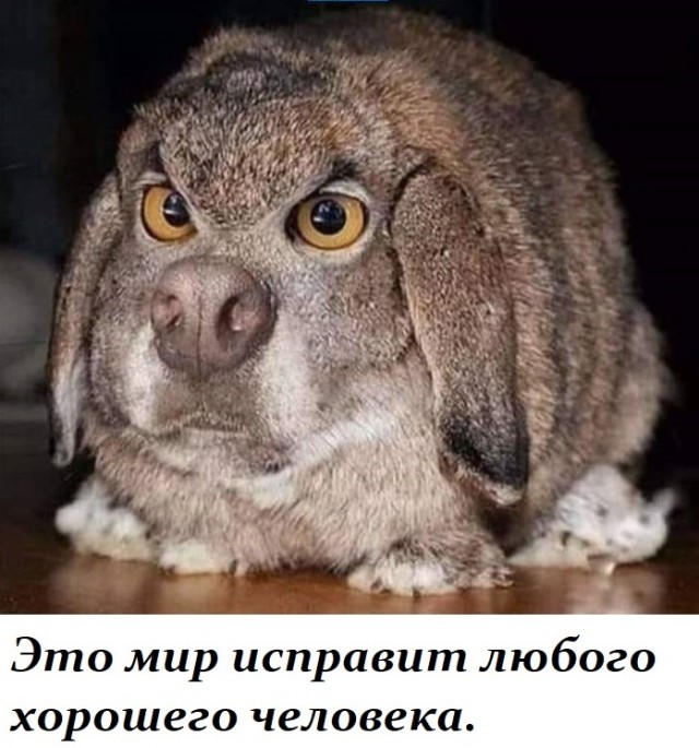 Всяческие картинки 16.06.2021