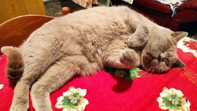 Погнали! С котовторником, други!