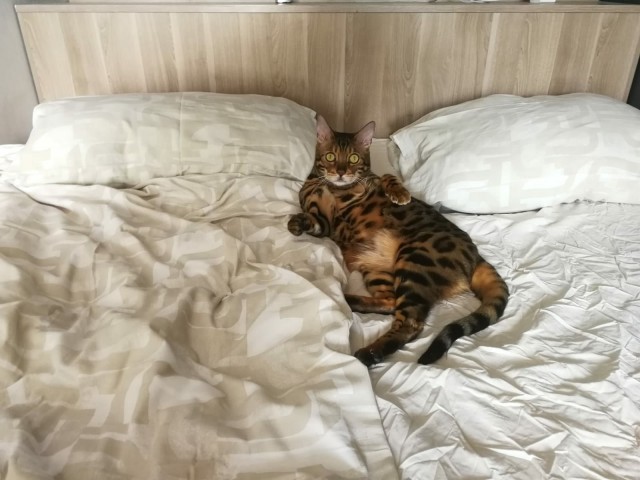 Котовторник (свои добавляем)
