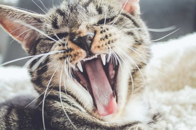 Разные котики