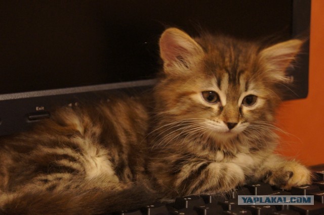 Мой самый первый КОТовторник!