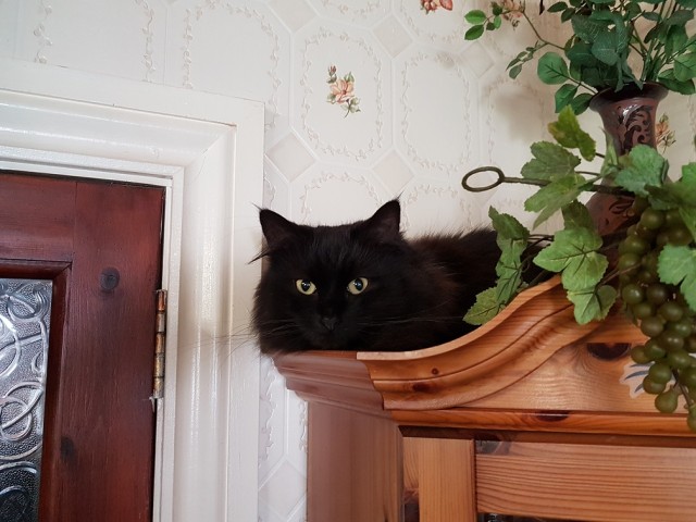 Кошачьи приключения