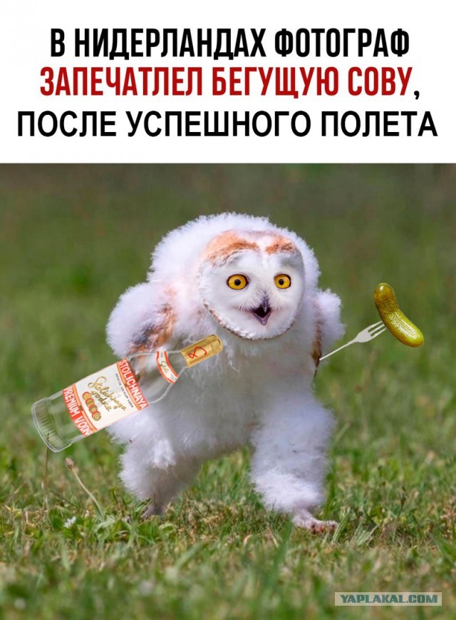 Динамо бежит? Все бегут.