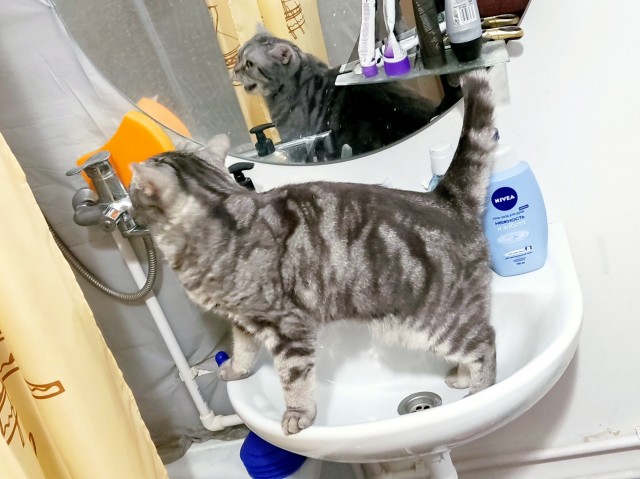 Котовторник 25.01.22