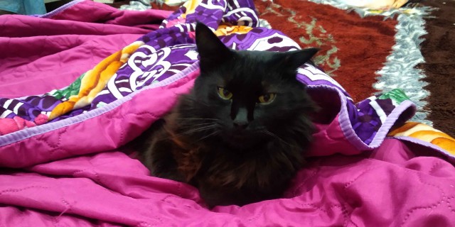 Котовторник