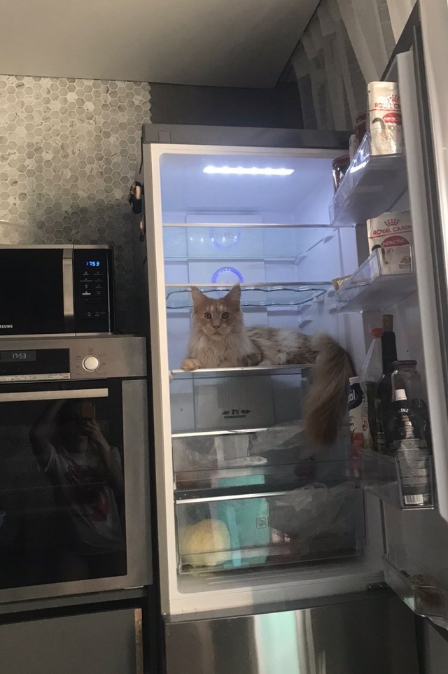 Начну котовторник чуть раньше!