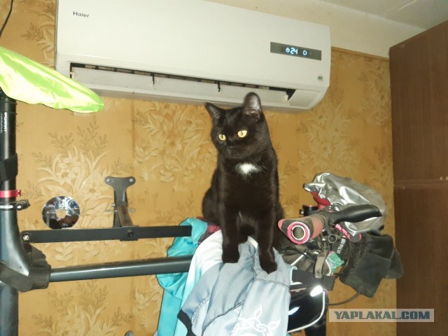 К котовторнику