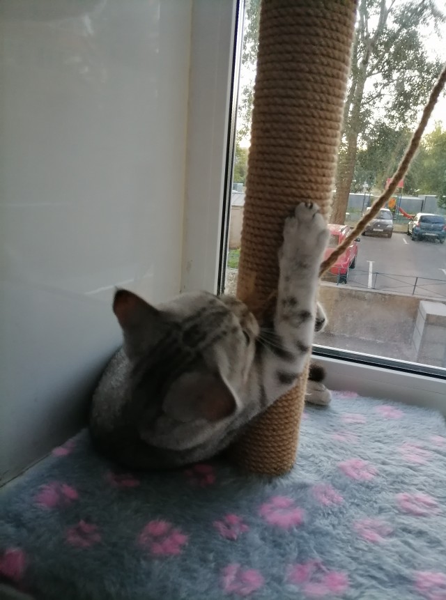 На котовторник