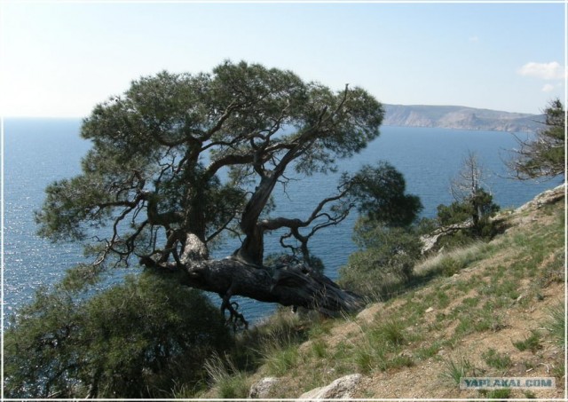 Крым. Мыс Ая. Деревья моря.
