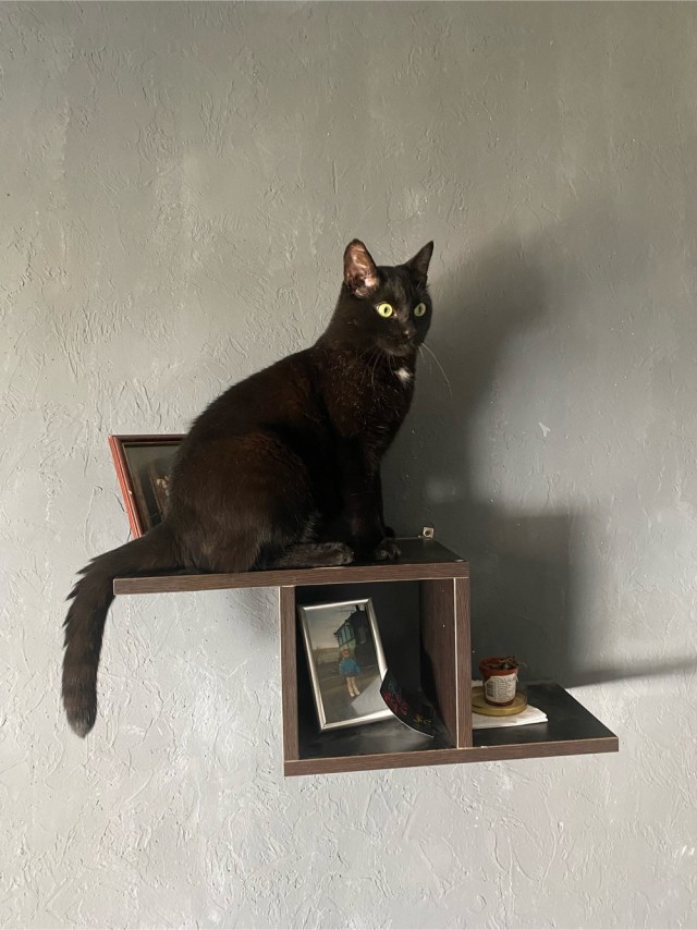 Котовторник 18.10.22