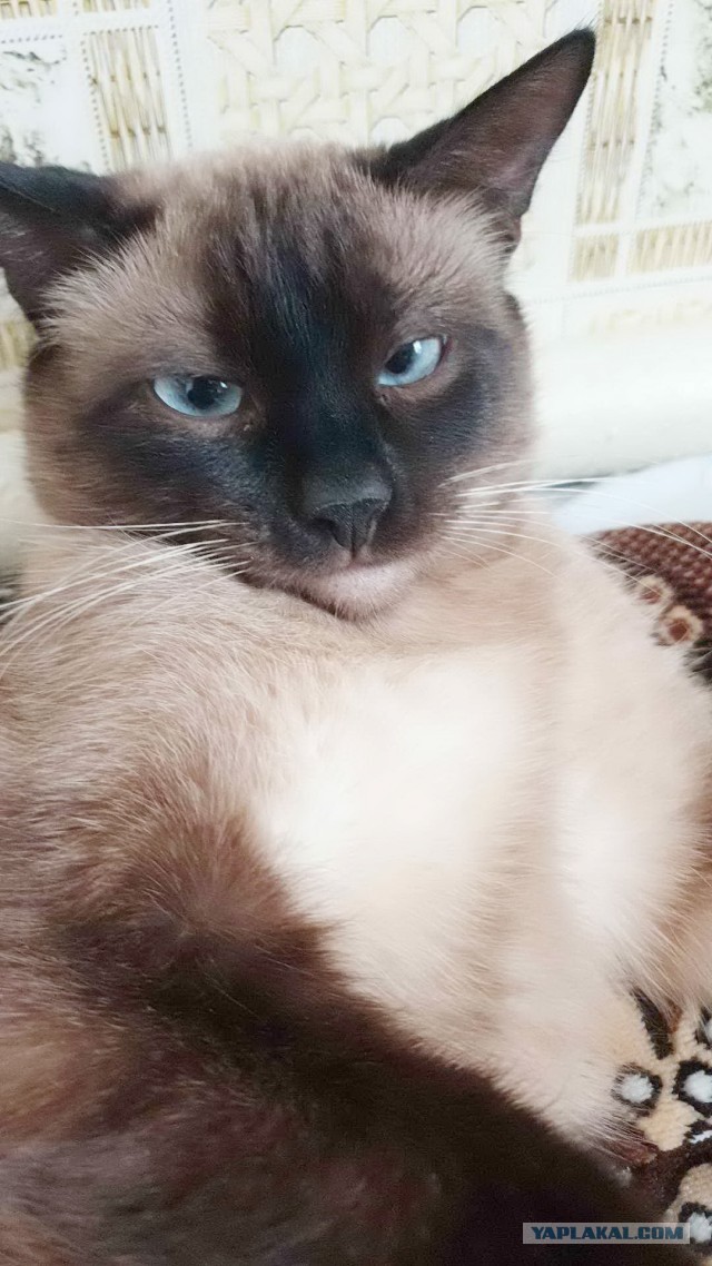 Котёнок по имени Гав