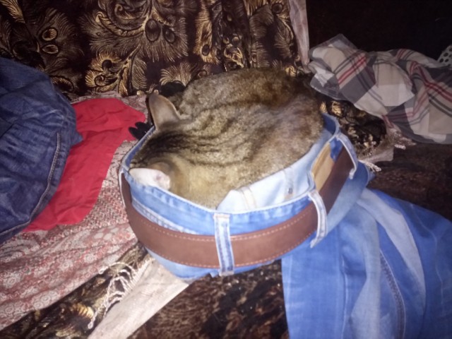 Коты белые, 12 литров