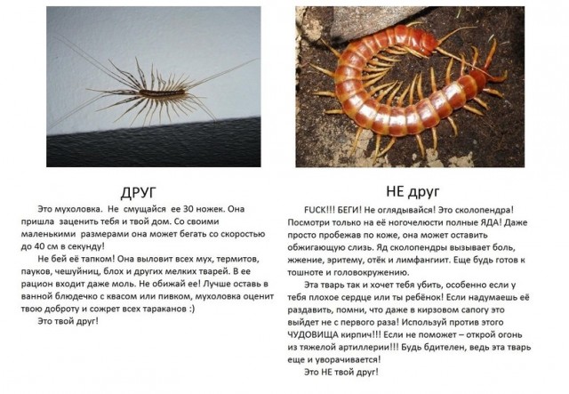 Домашняя сороконожка⁠⁠