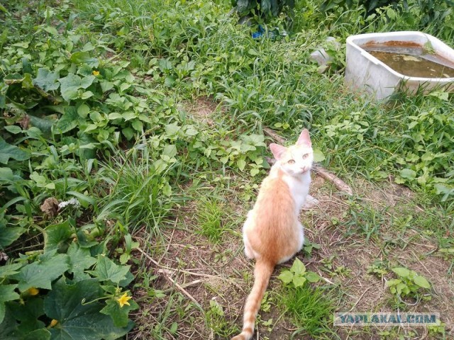 Жизнь домашнего приюта для котеек 457