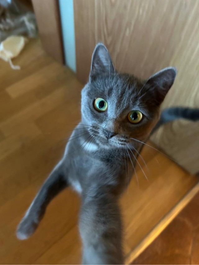 Коты на производстве